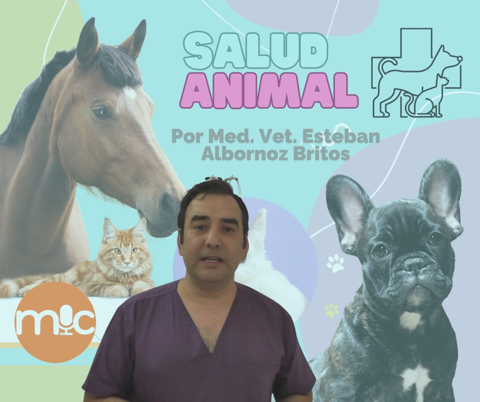Salud Animal: El nuevo podcast que pone el foco en el bienestar de nuestras mascotas